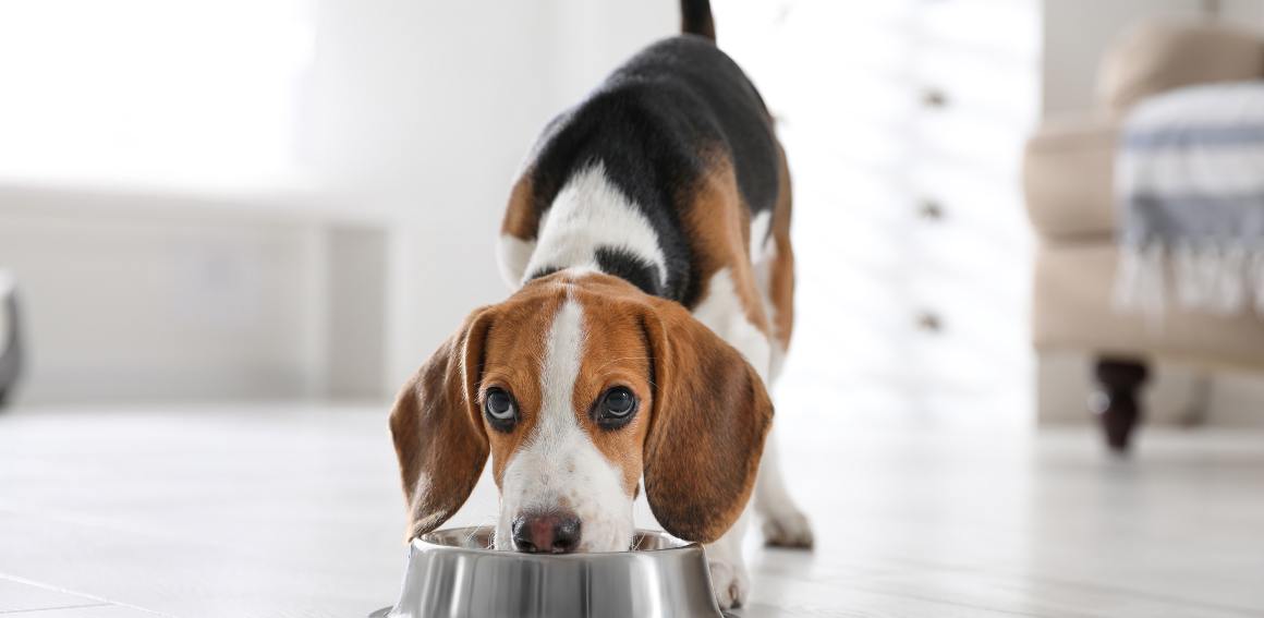 CBD for dogs for appetite