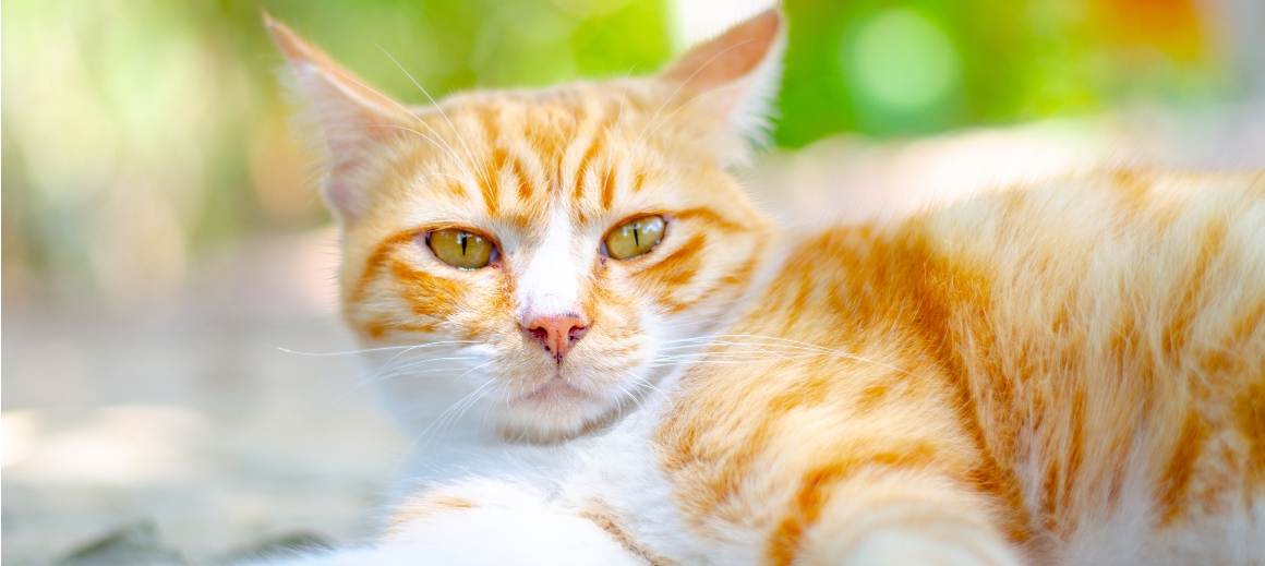 Is CBD Good for Older Cats