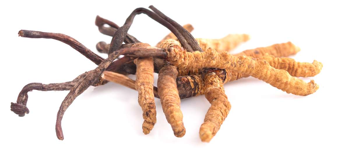 Does cordyceps lower cortisol?