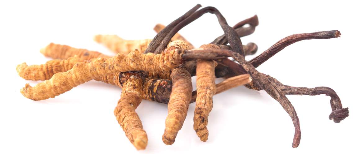 How long does it take to see results from cordyceps?