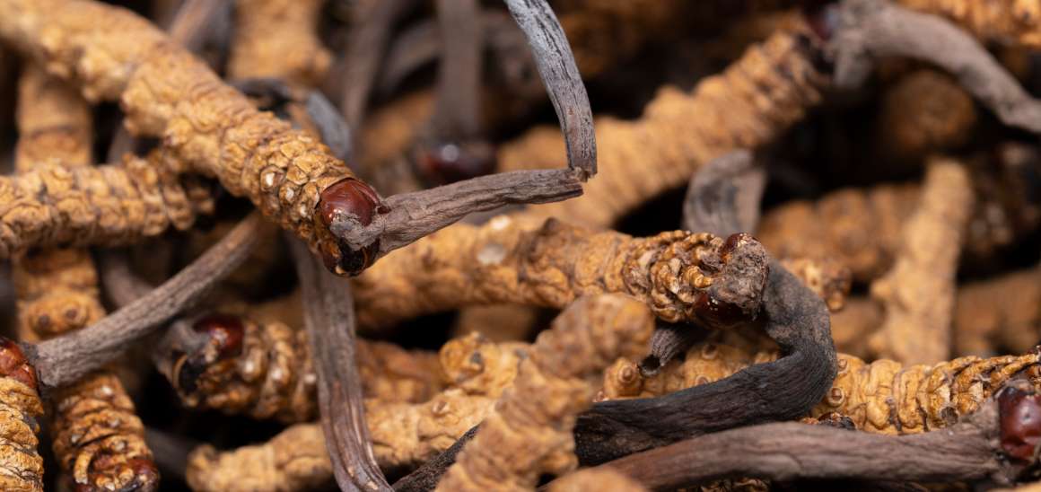 Is cordyceps good for uric acid?