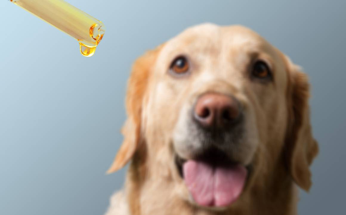 Is it ok to give my dog cbd everyday?