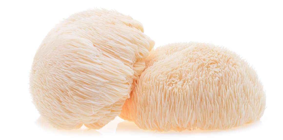 Potential of Lion's Mane Mushroom