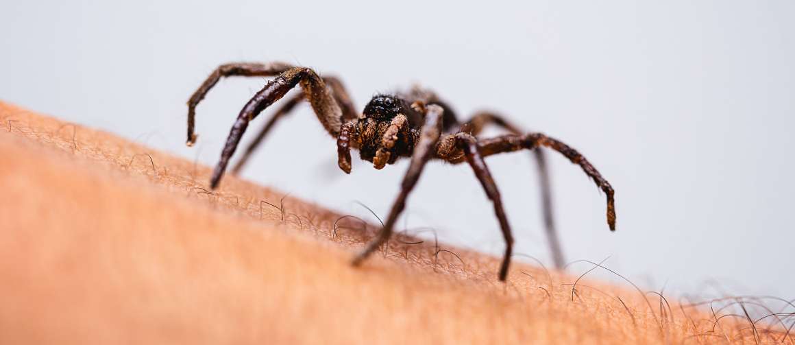 how-many-spiders-do-you-swallow-in-your-sleep