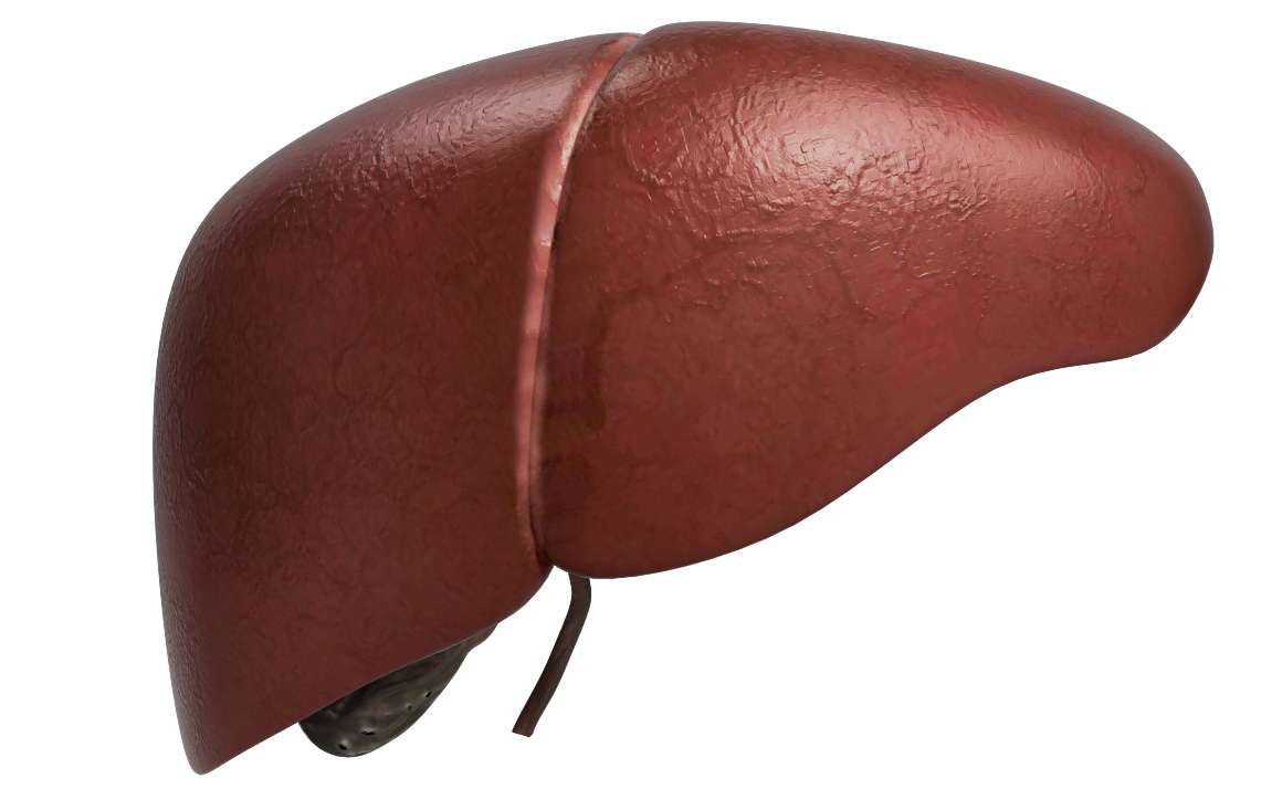 is-resveratrol-hard-on-the-liver