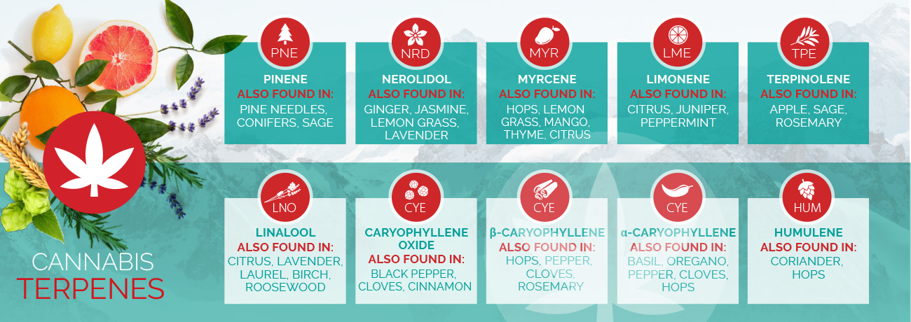 The most prominent terpenes found in the Cannabis sativa species