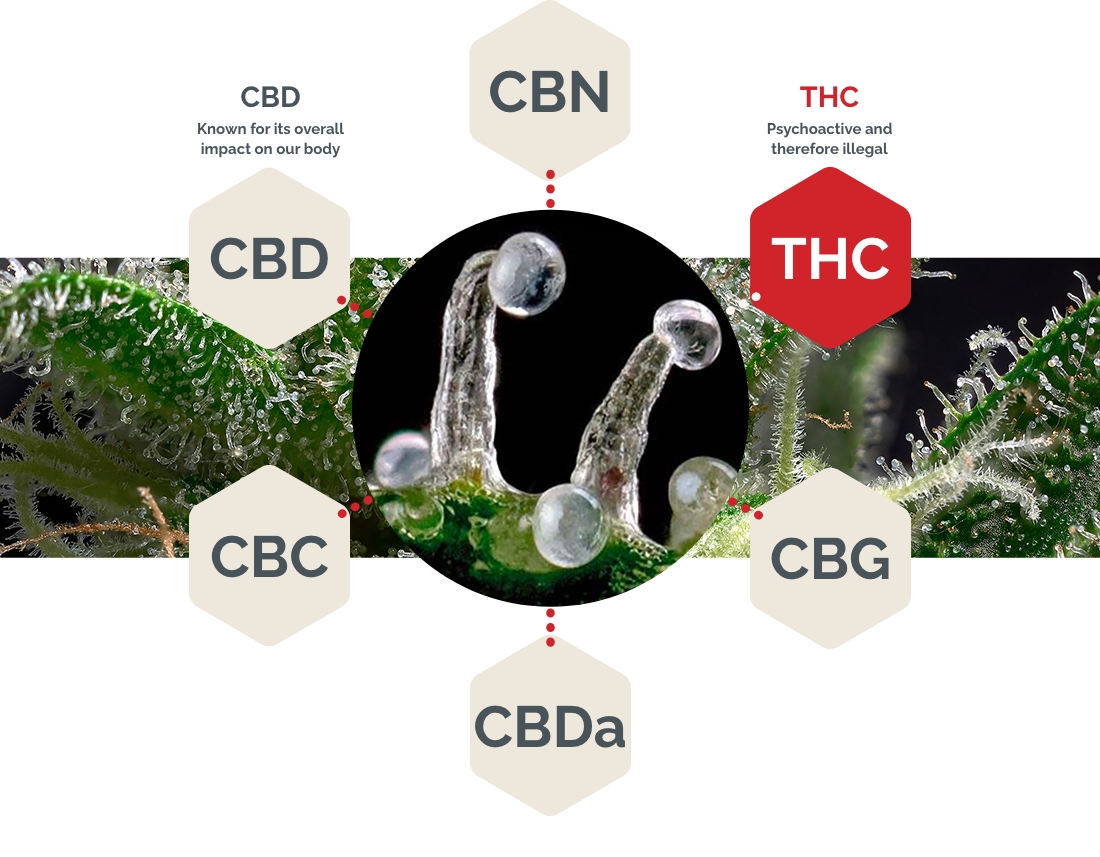 dominant cannabinoids