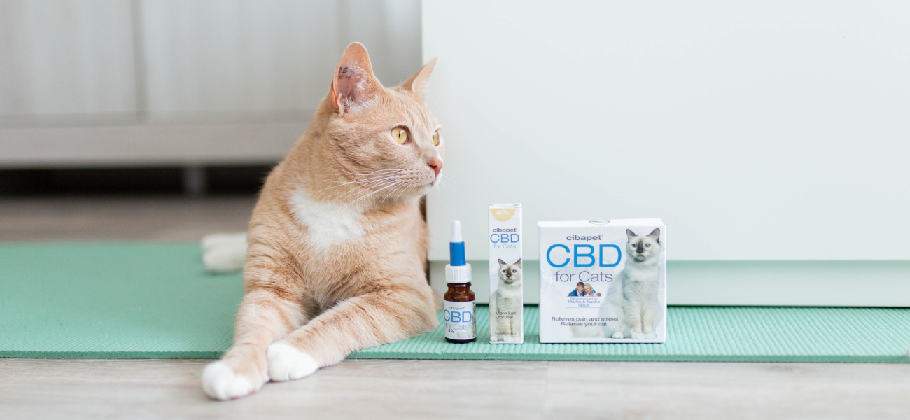 CBD pour Animaux Domestiques