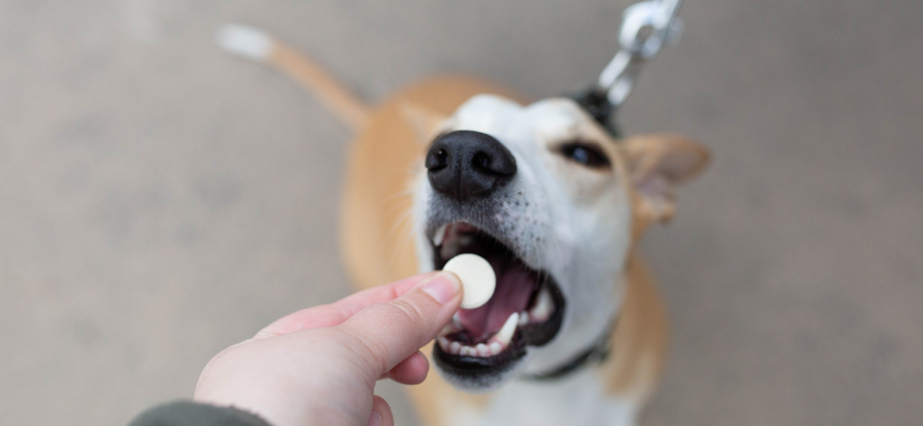CBD-pastilles en -snacks voor huisdieren