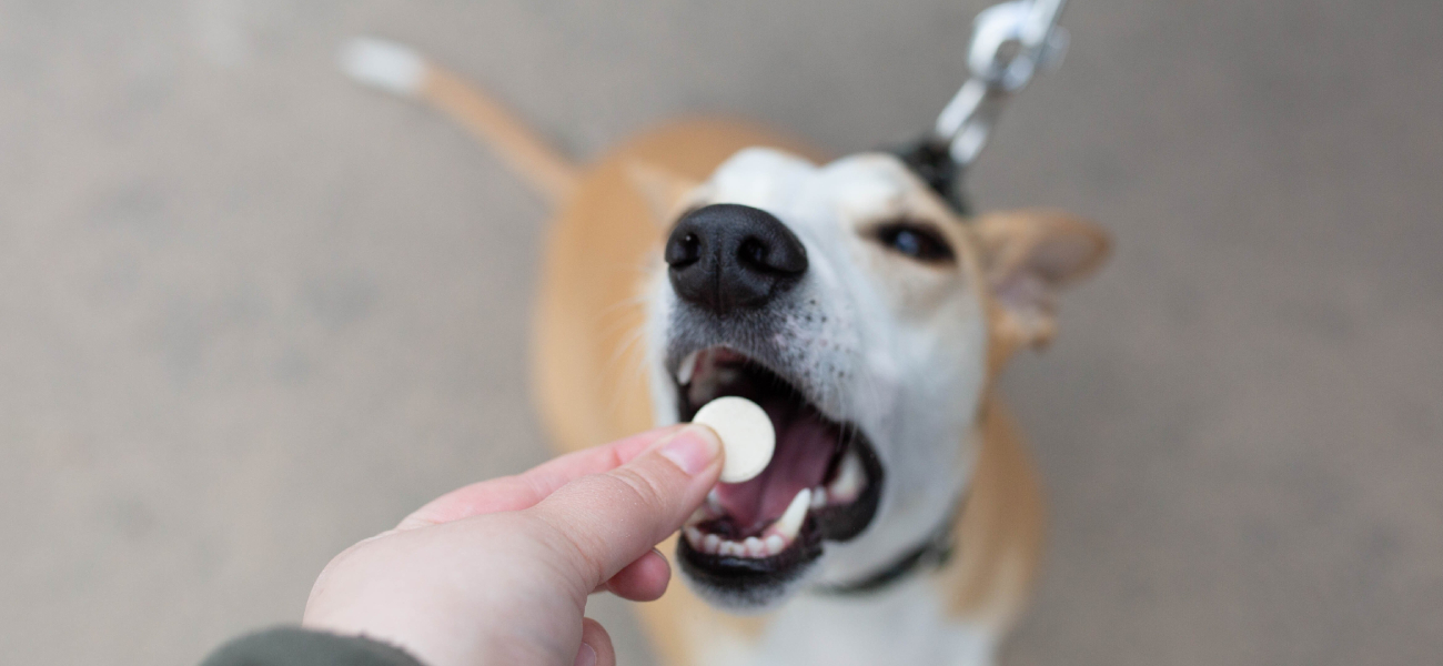 Pastilhas e mimos CBD para animais de estimação