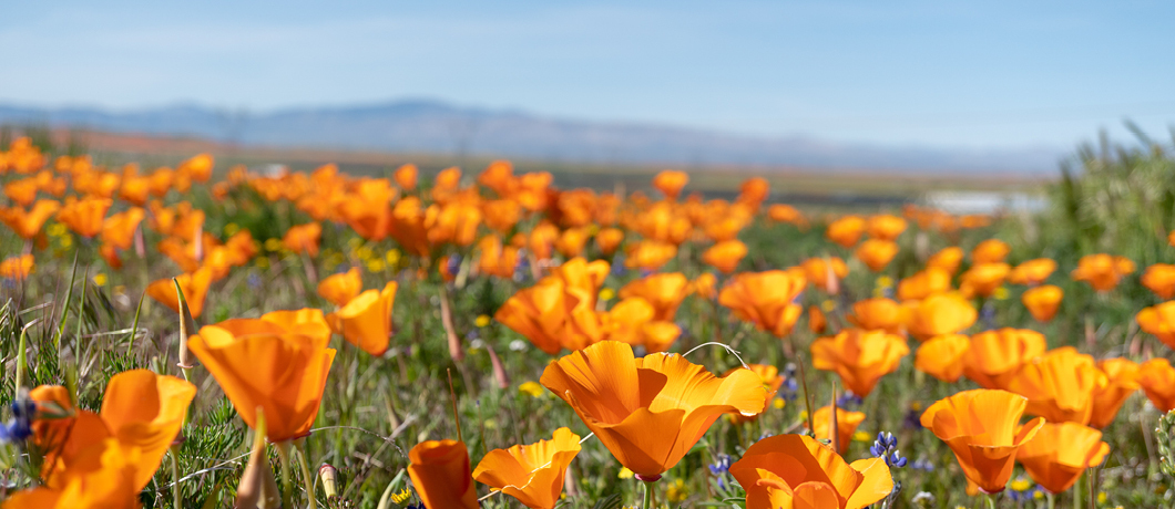 Wat is California poppy (Eschscholzia californica)?