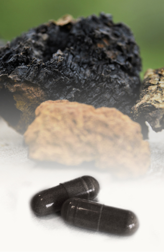 Cibdol Chaga