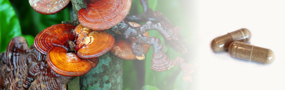 Cibdol Reishi Image