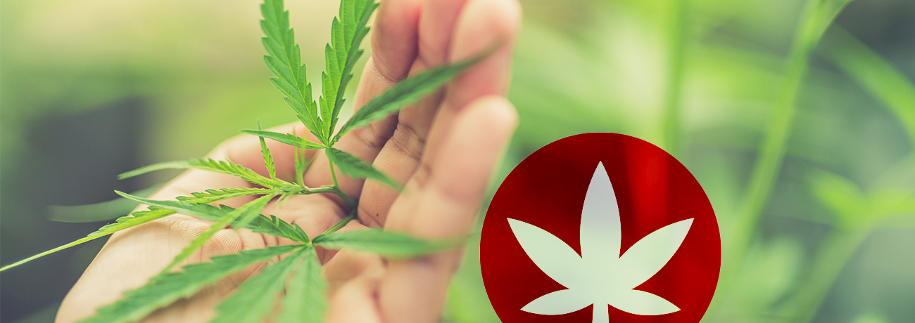 Perché il CBD è così popolare?