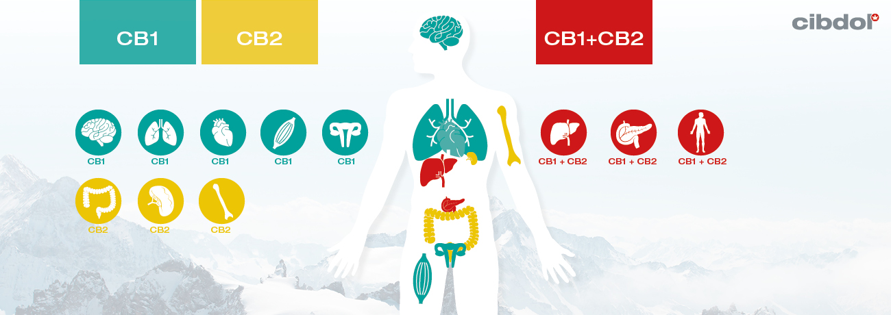 Che Cos'è La Carenza Clinica Di Endocannabinoidi?