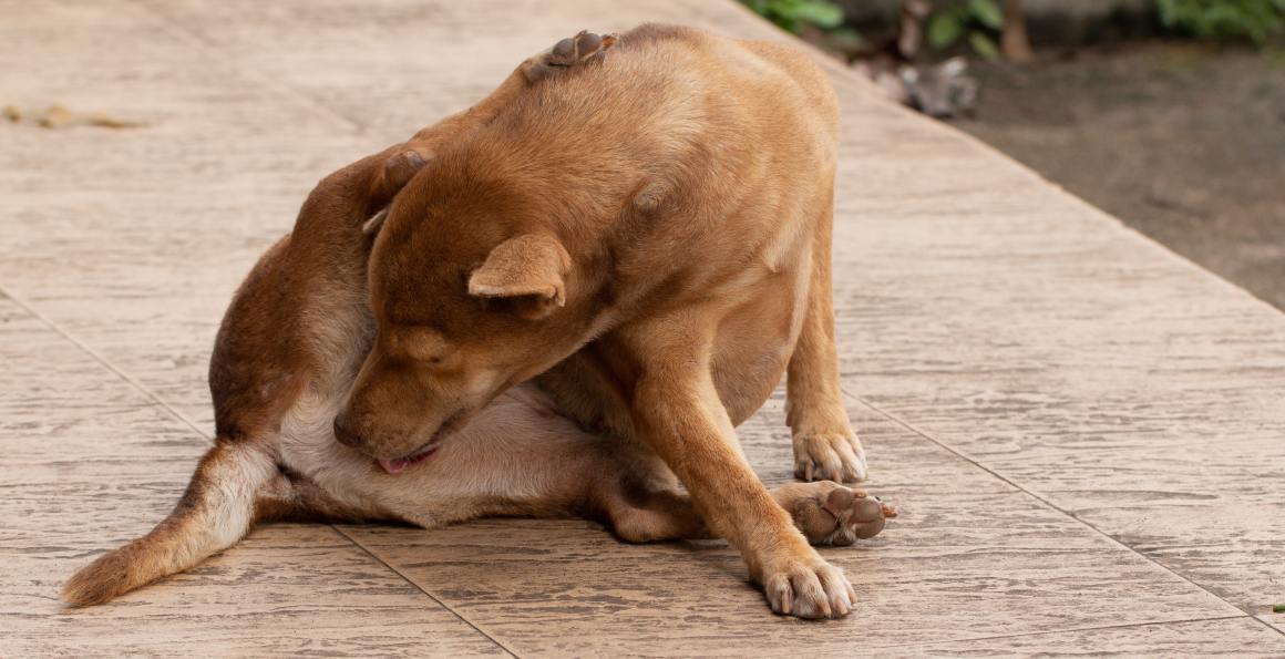 CBD per cani con prurito