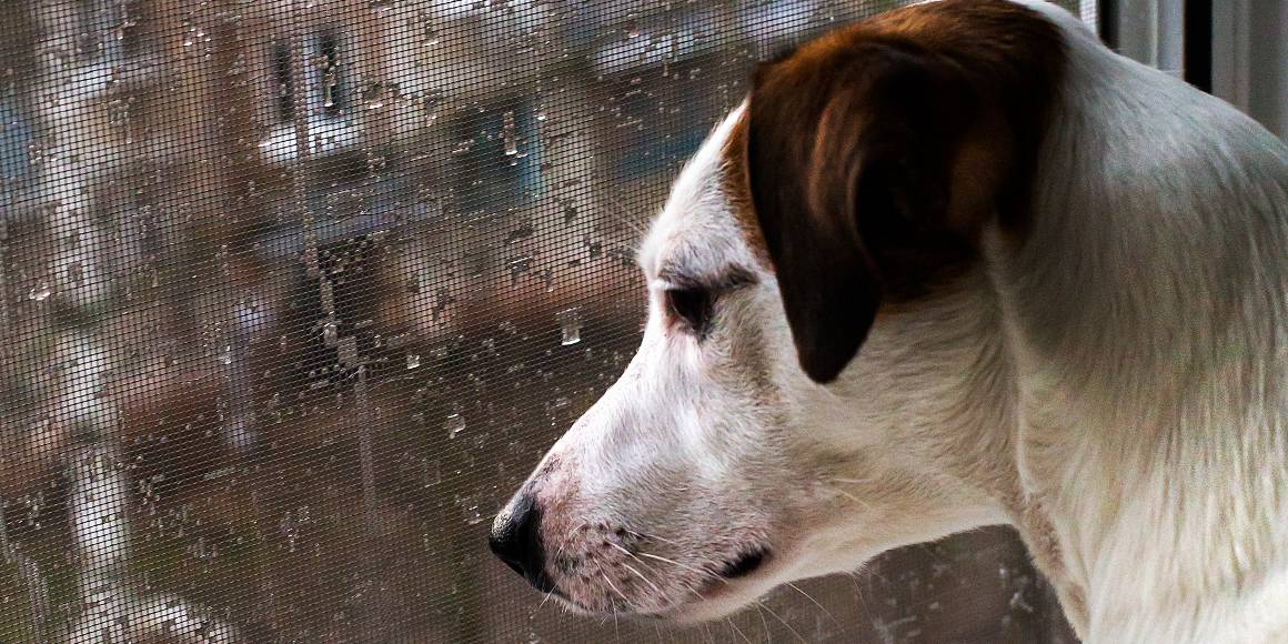 Il cbd aiuta i cani con l'ansia da separazione?