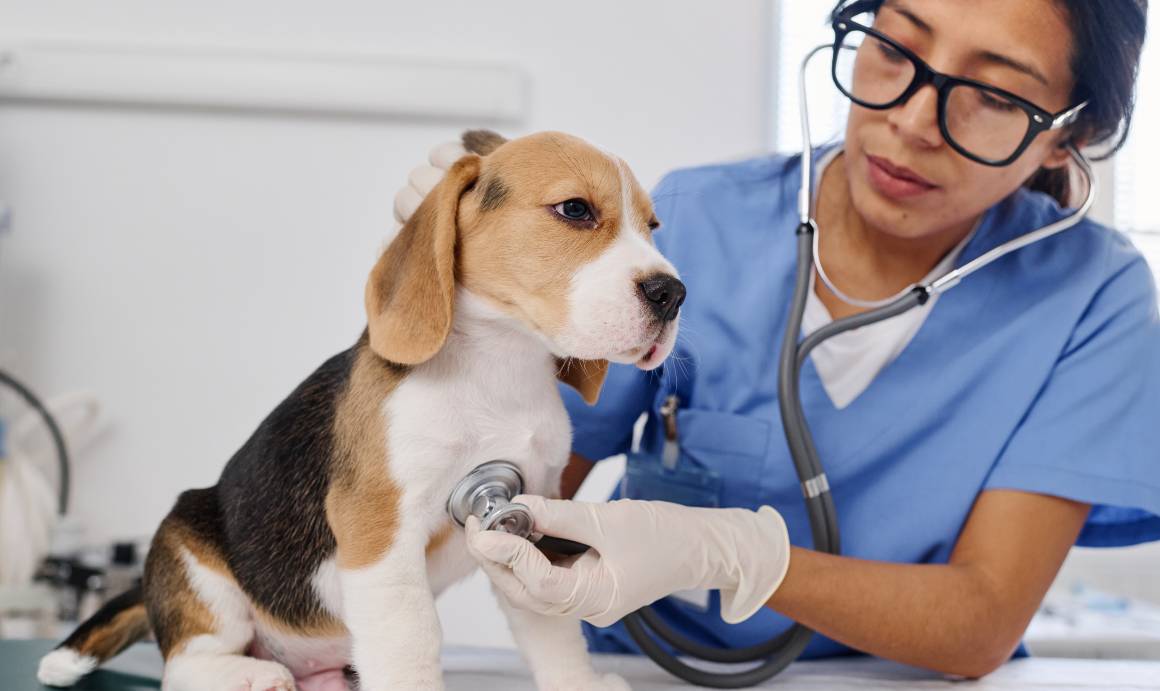 I veterinari raccomandano il cbd per i cani?