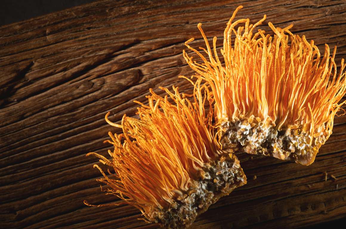 Che cosa fa il cordyceps al cervello?