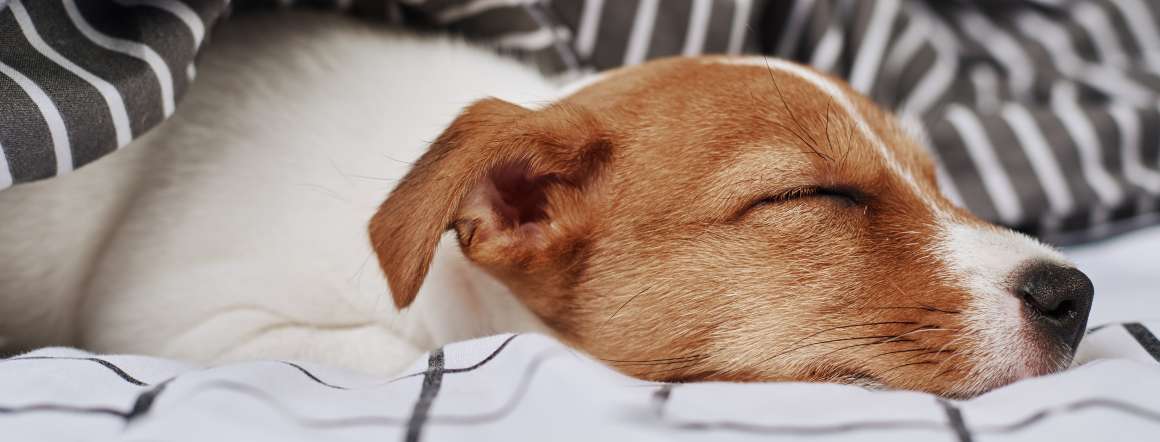 i cani possono avere l'apnea notturna