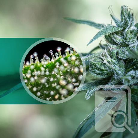 Come vengono prodotti i cannabinoidi nella pianta di cannabis?