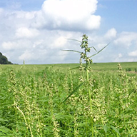 The Importance Of Ensuring Hemp Is Organic