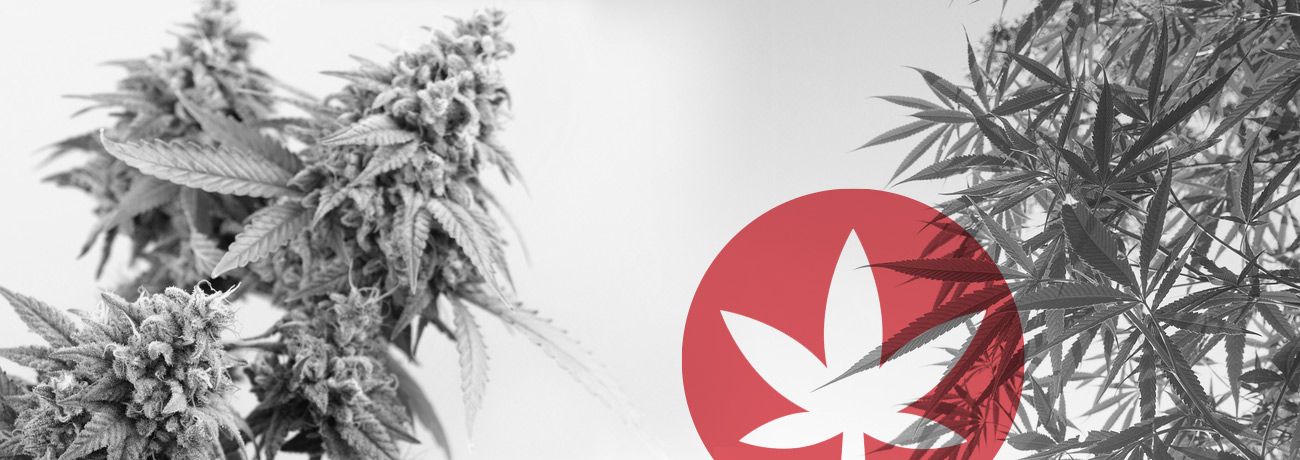 Differenze tra Cannabis e Canapa