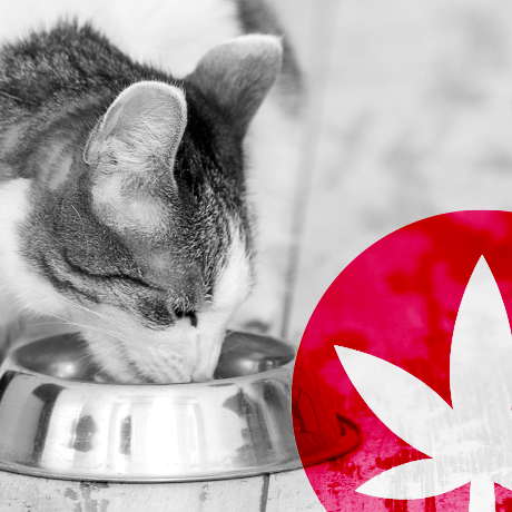 The Benefits Of Using CBD Oil To Treat Your Pet