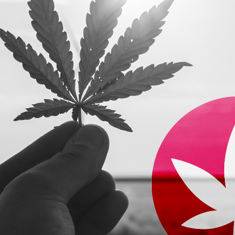 CBG und CBD: Worin liegt der Unterschied?