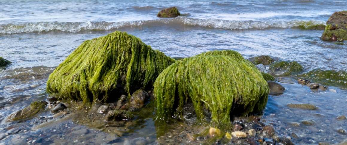 Sea Moss : Nutrition, Health, and Weight Management