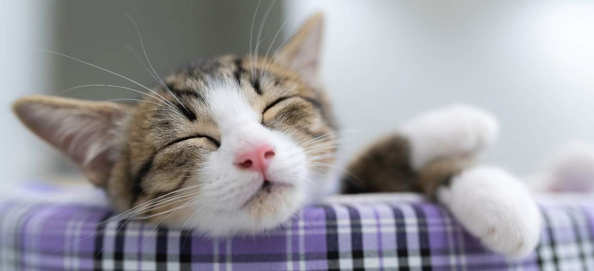 How Many Hours Do Cats Sleep?