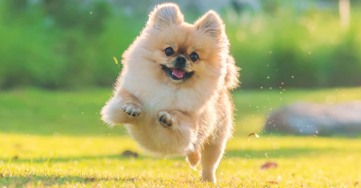 How does cbd oil make a dog feel?