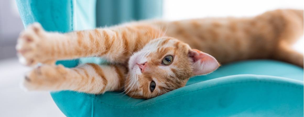 Macht CBD Katzen schläfrig?