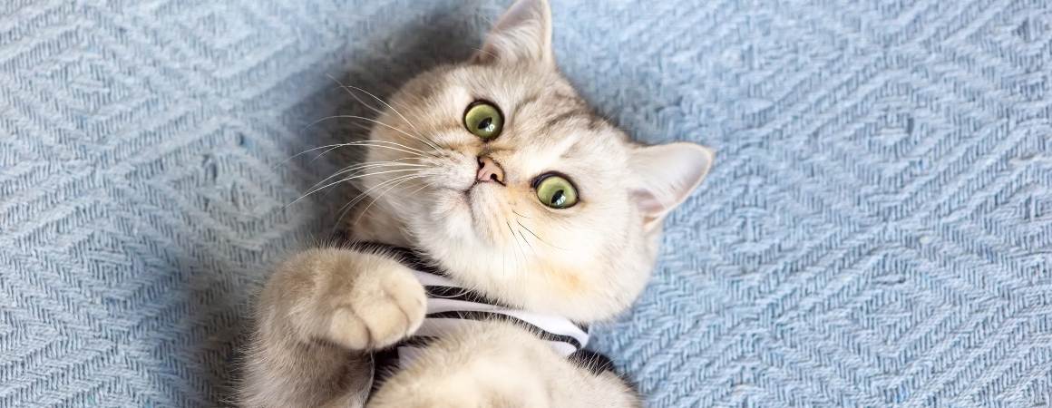 Kann man CBD-Öl auf Katzenohren reiben?