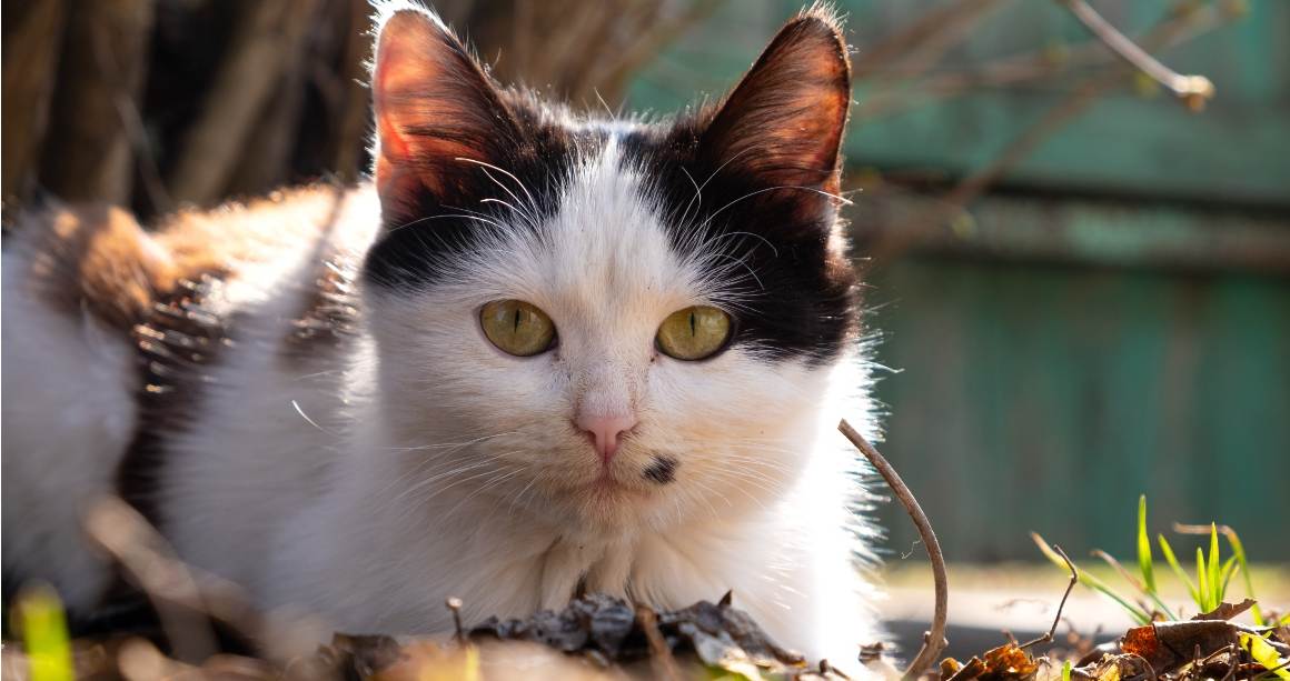 Kann CBD-Öl bei Katzen mit Juckreiz helfen?