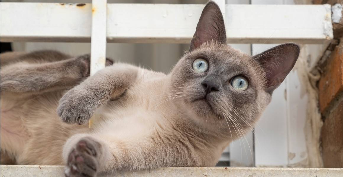 Empfehlen Tierärzte CBD-Öl für Katzen?
