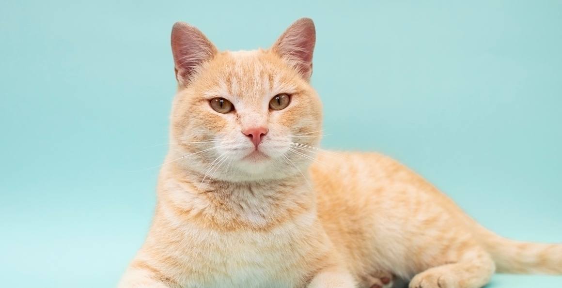 How Much CBD Should I Give My Cat?