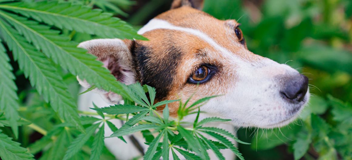 Hanföl vs. CBD-Öl für Hunde: Was ist der Unterschied und was ist das Beste?