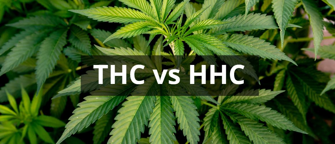 HHC vs. THC: Wie werden diese Cannabinoide verglichen?