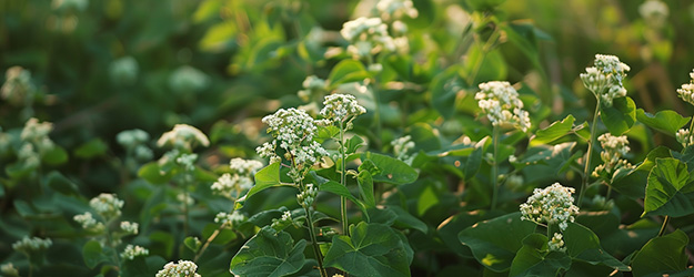 La spermidina aumenta la longevità?