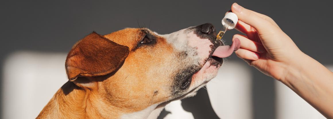 CBD: Oil & treats for dogs & cats