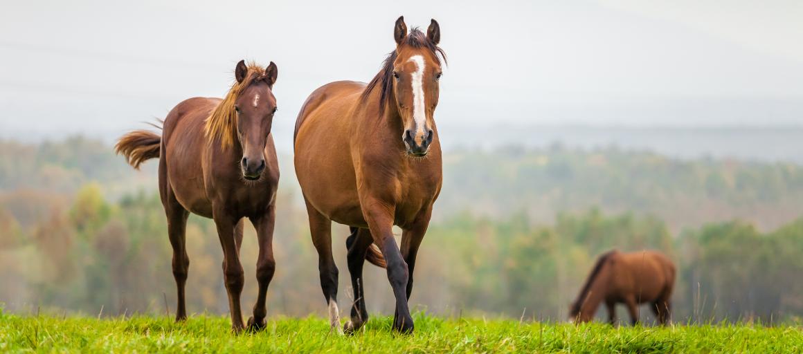CBD Oil for Horses: benefits and dosing