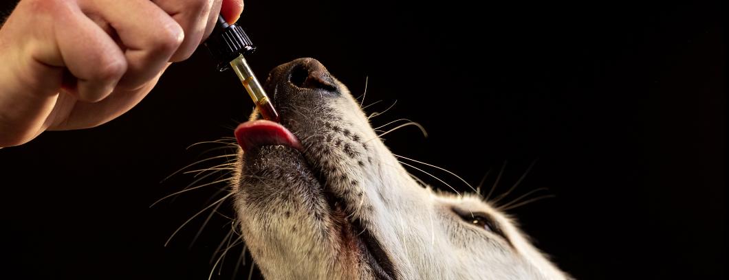 CBD Oil for Dogs