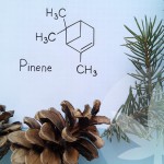 What Are Terpenes?