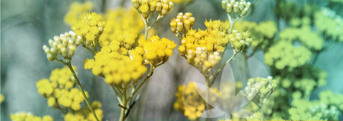 image iof Helichrysum