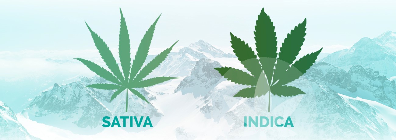 leaves of indica and sativa