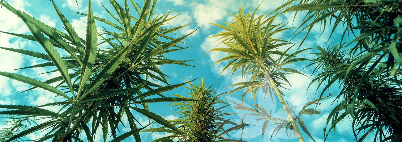 hemp and blue sky