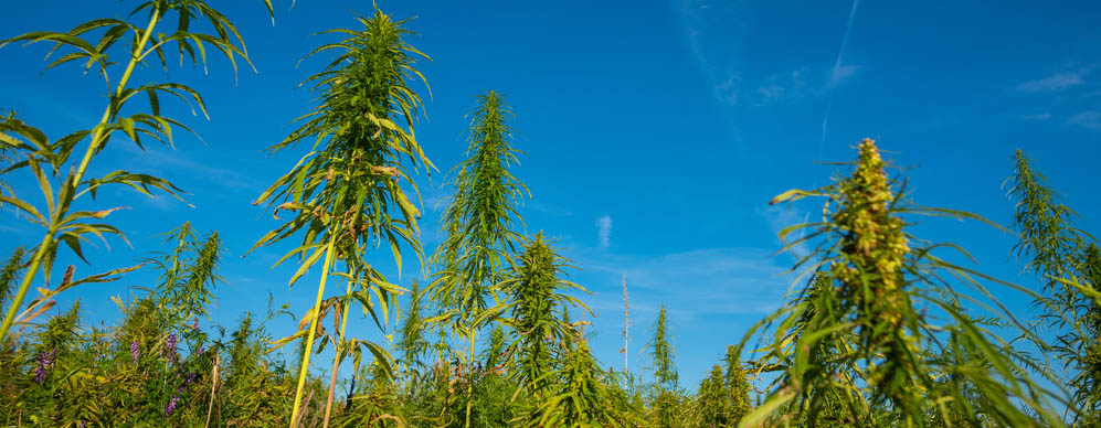 What is industrial hemp