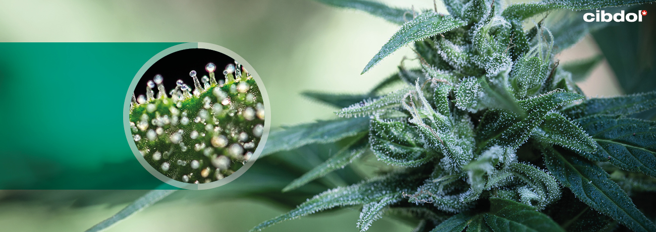 How are cannabinoids produced in the cannabis plant?