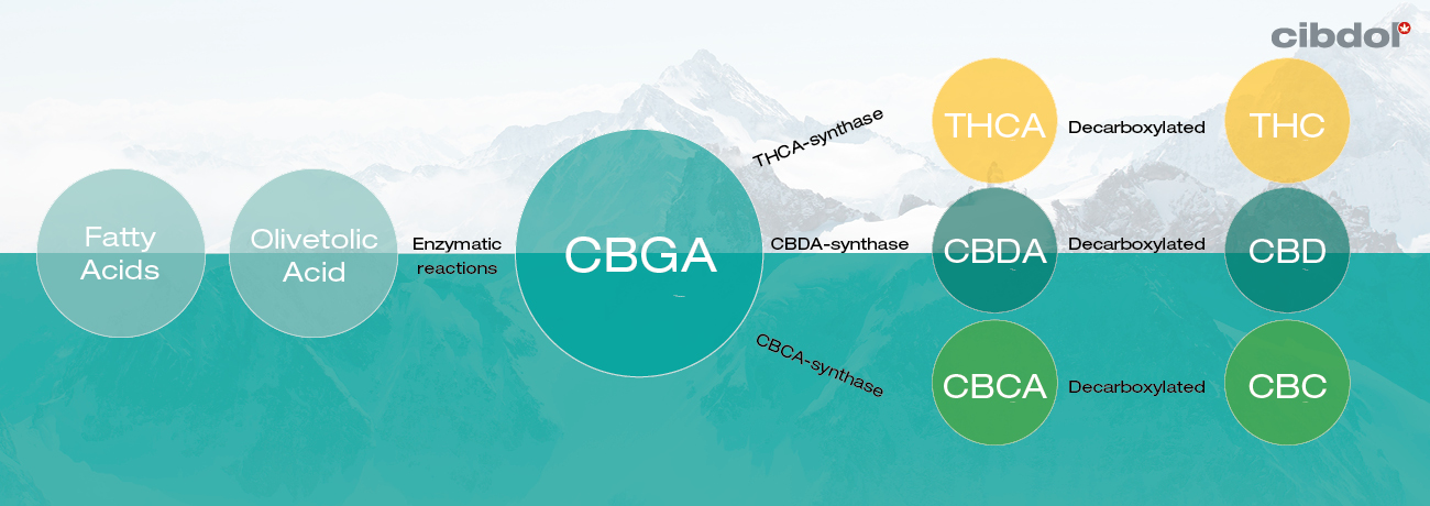 How are cannabinoids produced in the cannabis plant?